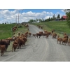 Image 1 : Twin Diamond Ranch - 600# October Delivery Heifer Calves - 40 Head (Kamloops, BC)