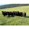 Image 1 : RL7 Ranches - 840# June Delivery Grass Steers - 33 Head (Turner Valley, AB)