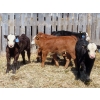 Image 3 : Leib Farm & Ranch Ltd. - 20 Black Angus/Black Angus X Pairs (Southey, SK)