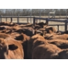 Image 9 : Mayfield Ranching - 625# October Delivery Steer Calves - 95 Head (Etzicom, AB)