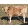 Image 5 : Dennis & Graham Overguard - 600# October Heifer Calves - 60 Head (Sundre, AB)
