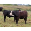 Image 13 : Leib Farm & Ranch Ltd. - 715# November Delivery Steer Calves - 85 Head (Southey, SK)