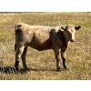 Image 12 : Douglass Cattle Co. - 540# Heifer Calves - 95 Head (Finnegan, AB)