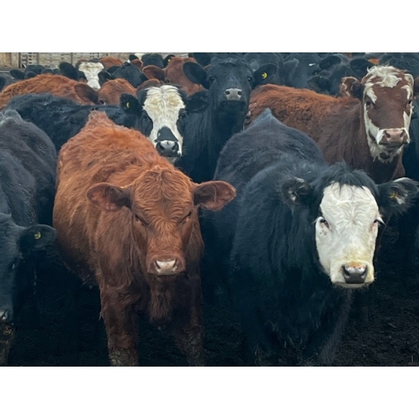 Fridlington Family Farms - 675# March Delivery Heifers - 243 Head (Kersley, BC)