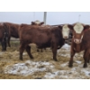 Image 3 : Cole & Brittanie Neely - 11 Red Heifers (Pen 322 - 324)