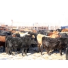 Image 6 : Martee Farm & Ranch - 780# January Delivery Steers - 150 Head (Midale, SK) VBP+