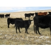 Image 6 : Coal Creek Ranching - 575# December Delivery Steer Calves - 90 Head (Brooks, AB) VBP+