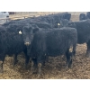 Image 3 : Echo Springs Ranching - 655# February Delivery Heifers - 95 Head (Granum, AB)