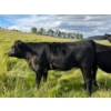 Image 4 : J. Manning & A. Bates - 535# October Delivery Heifer Calves - 35 Head (Hat Creek, BC)