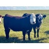 Image 7 : Graydon Garner - 950# September Delivery Grass Heifers - 35 Head (Strathmore, AB)