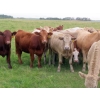 Image 2 : Taylor Enterprises Inc. - 900# September Delivery Grass Heifers - 134 Head (Wawota, SK)