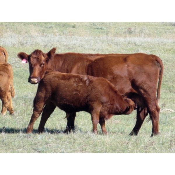 Darren Wagner - 550# November Delivery Steer Calves - 100 head (Leader, SK)