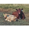 Image 9 : Bruce & Derek Christensen - 715# Steer Calves - 85 Head (Rainier, AB)