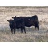 Image 2 : Shane Stammers - 590# November Delivery Steer Calves - 100 Head (Oyen, AB)