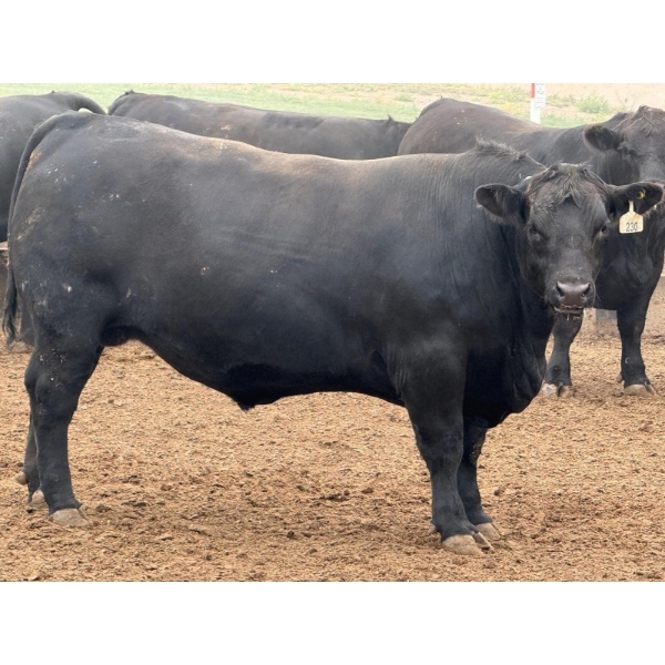 Shaun Robinson -  1575# September Delivery Fed Steers - 250 Head (Hays, AB)