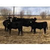 Image 5 : Bar 4 Ranch - 460# November Delivery Steer Calves - 95 Head (Goodlow, BC)