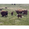 Image 3 : 7C Ranch - 580# October Delivery Steer Calves - 100 Head (Marwayne, AB)