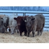 Image 4 : Jason Szymanek - 800# January Delivery Steers - 150 Head (Stauffer, AB)