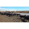 Image 5 : Cattlewood Farms Ltd. - 670# July Delivery Heifers - 90 Head (Fincastle, AB)