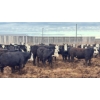 Image 7 : M.S. MacLean Livestock - 950# June Delivery Steers - 244 Head (Coaldale, AB)
