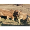 Image 4 : Andersen River Ranching - 1000# October Delivery Grass Heifers - 60 Head (Drayton Valley, AB)