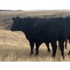 Image 7 : One Mile Ranch - 13 Black Angus Spring Calving Bred Heifers (Cowley, AB)