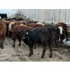 Image 3 : Cain Dedominics - 700# March Delivery Steers - 53 Head (Rimbey, AB)