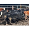 Image 5 : Fridlington Family Farms - 700# March Delivery Heifers - 88 Head (Kersley, BC)