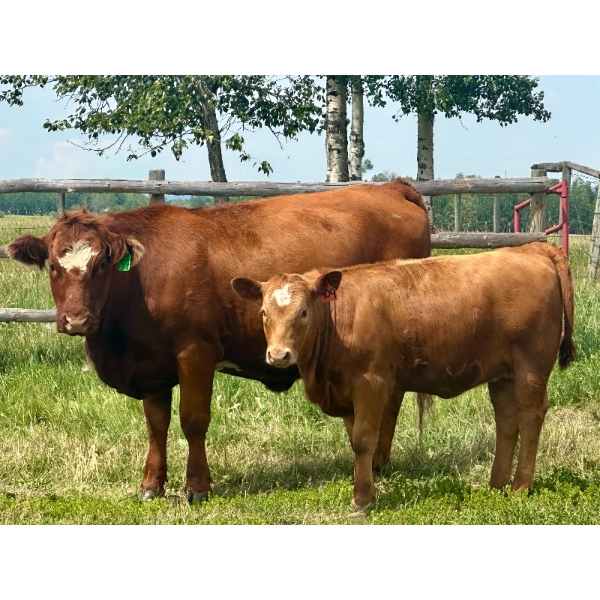 Mullen Land & Cattle Co. - 600# September Delivery Heifer Calves - 105 Head (Peers, AB)