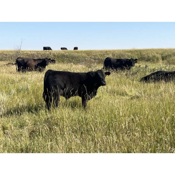 HLRC Ltd. - 610# November Delivery Steer Calves - 95 Head (Halkirk, AB)