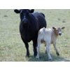 Image 13 : GW Murray Ranches - 480# October Delivery Heifer Calves - 115 Head (Tompkins, SK)