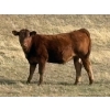 Image 3 : T & P Anthony Farms - 540# Oct/Nov Delivery Heifer Calves - 55 Head (Moose Jaw, SK) VBP+