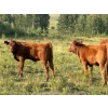 Image 3 : Munro Ranchin 569# October Delivery Steer Calves - 80 Head (Cochrane, AB)