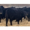 Image 7 : Echo Springs Ranching - 655# February Delivery Heifers - 95 Head (Granum, AB)