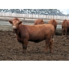 Image 4 : Poelman Farms - 850# September Delivery Heifers - 210 Head (Granum, AB)