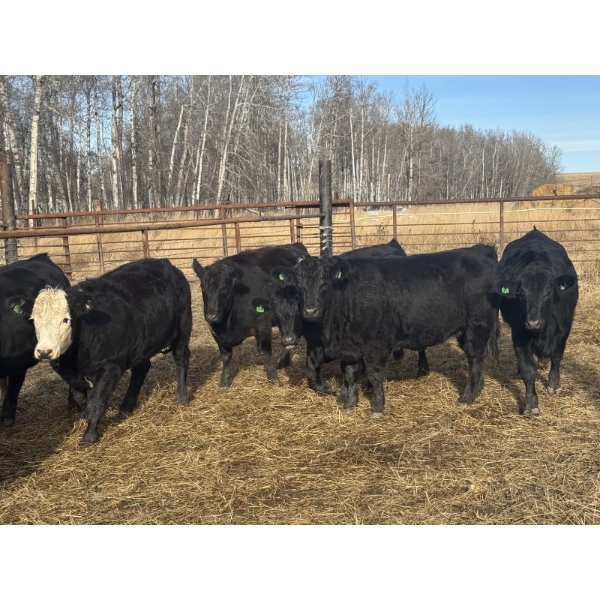 Midpoint Farms - 23 Black Angus X February/March Calving Bred Heifers (Drayton Valley, AB)