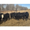 Image 3 : Midpoint Farms - 23 Black Angus X February/March Calving Bred Heifers (Drayton Valley, AB)