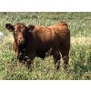 Image 7 : MacMillan Farming Co. - 630# September Delivery Steer Calves - 96 Head (Cayley, AB) VBP+