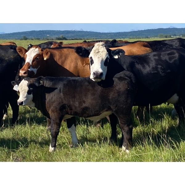 Edge-Hughes Cattle Co. - 640# October Delivery Steer Calves - 90 Head (Cochrane, AB)