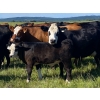 Image 1 : Edge-Hughes Cattle Co. - 550# October Delivery Steer Calves - 90 Head (Cochrane, AB)