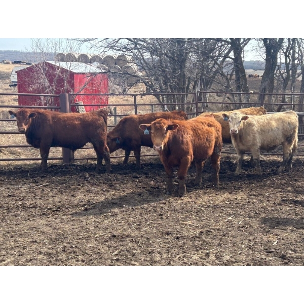 Turtleview Livestock - 950# May Delivery Steers - 62 Head (Goodlands, MB)