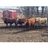 Image 1 : Turtleview Livestock - 950# May Delivery Steers - 62 Head (Goodlands, MB)