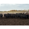 Image 4 : Avos Farms - 930# October Delivery Steers - 124 Head (MacKay, AB)