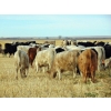 Image 5 : Copperfield Farming - 710# January Weaned Steers - 80 Head (Vauxhall, AB)