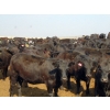 Image 1 : PSV Farms Ltd. - 875# June/July Delivery Heifers - 71 Head (Enchant, AB)