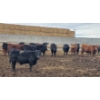 Image 3 : South Island Farms - 830# March Delivery Steers - 140 Head (Bow Island, AB)