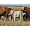 Image 11 : Logan Brothers (Rod, Barry & Bruce) - 615# October Delivery Heifer Calves - 80 Head (Oyen, AB)
