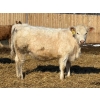 Image 11 : Winn Man Farms - 715# March/April Delivery Heifers - 82 Head (Winnipegosis, MB)