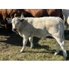 Image 3 : Fred Courtney - 650# October Delivery Steer Calves - 65 Head (Delia, AB)