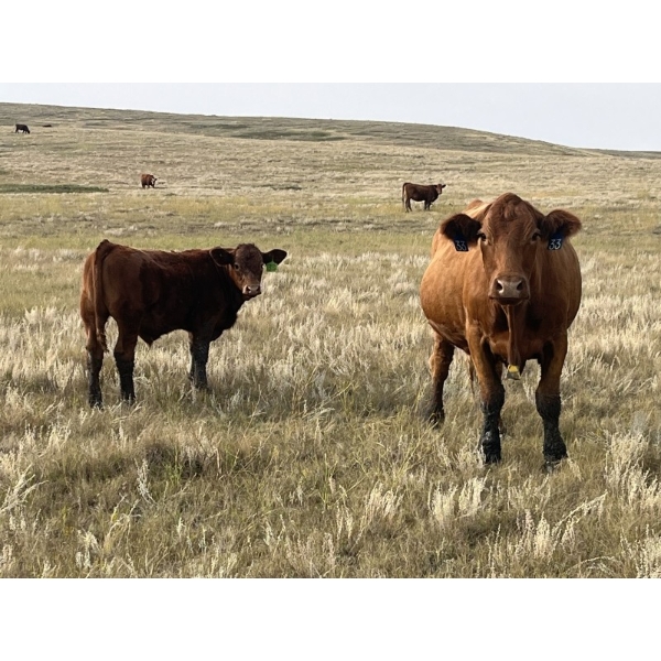 Rocky Miller - 440# October Delivery Steer Calves - 50 Head (Chinook, AB)
